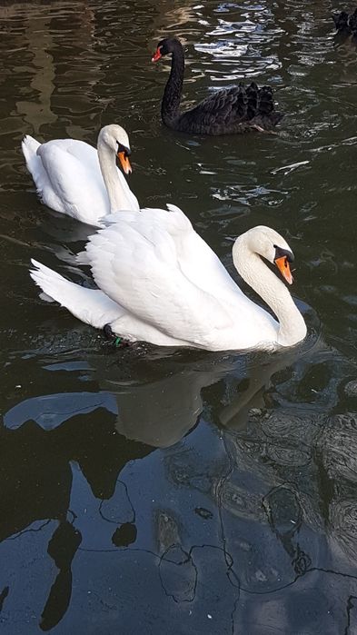 Casais de cisnes novos e adultos