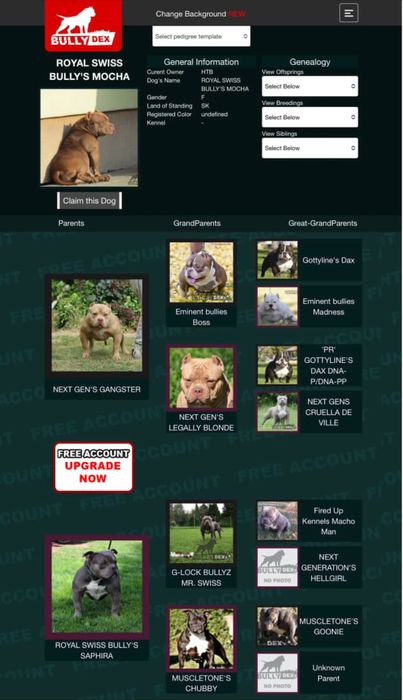 American bully standart