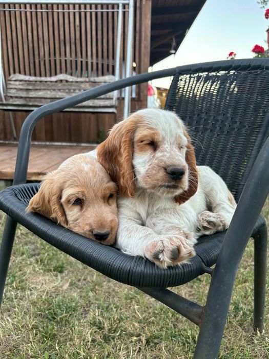 Cocker Spaniel   Angielski