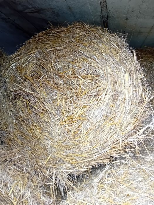 Słoma z owsa tego roku