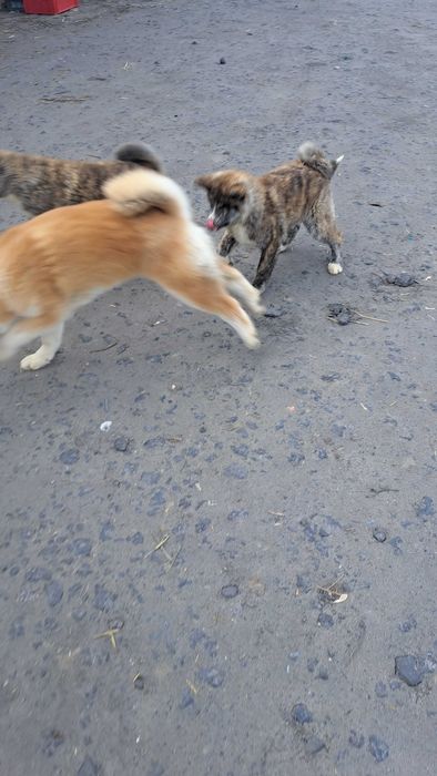 Akita inu suczka