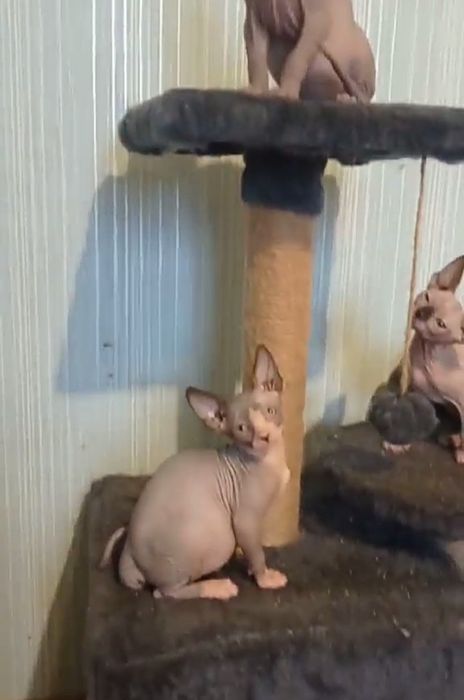 Кошенята канадськрго сфінкса