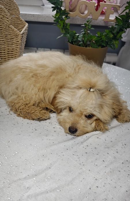 **Cavapoo ** cudowny chłopiec!