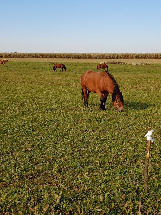 WYPRZEDAZ KON gniady zimnokrwisty