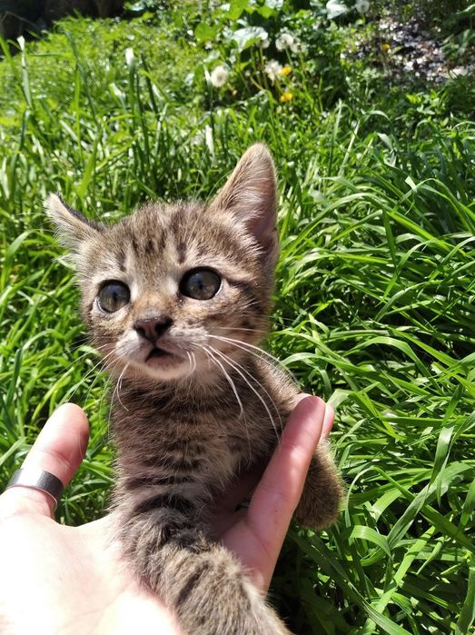 Очень много котят бесплатно котята котенок