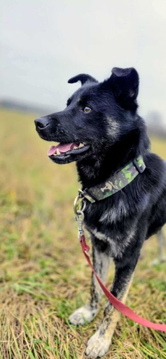 Leon młody nieduży pies szuka domu pies psy