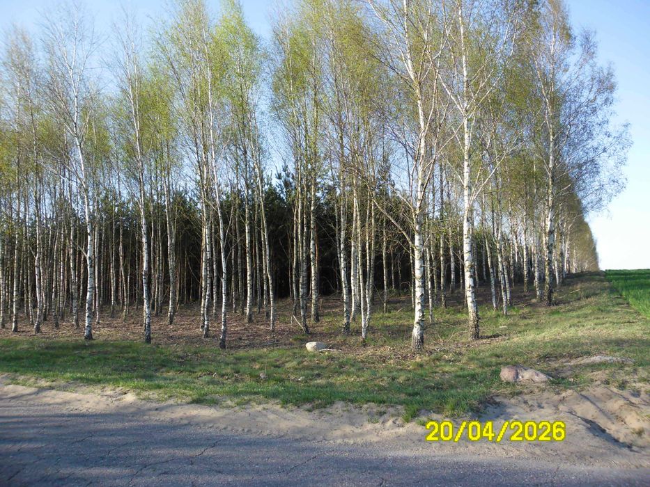 Las sosna brzoza dąb sprzedam