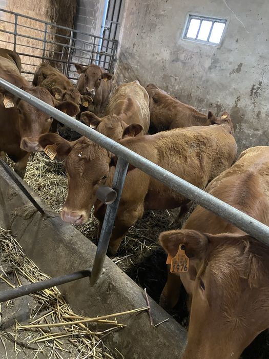 Vitelas Angus Top