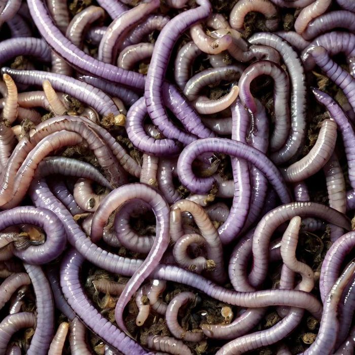 [MINHOCAS PESCA] Minhoca Violeta do Himalaia [MINHOCAS GRANDES]