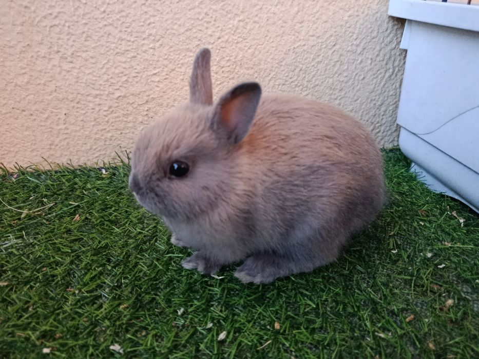 Vendo coelhos holandês anão com 2 meses