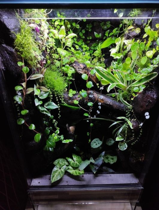 Terrarium tropikalne 40x40x60 gekon