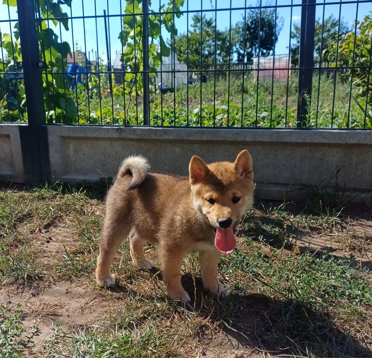 Shiba inu-Gotowy do odbioru