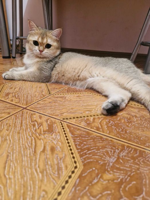 Кот золотистая шеншыла