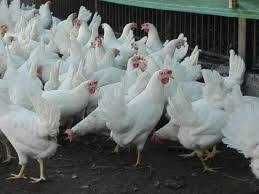 Kury nioski Rosa Messa Tetra ISA Dominant Leghorn Sendi ! Zapraszam !