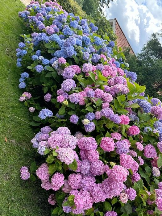 Саджанці гортензії / Опт / Саженцы цветов / Гортензия