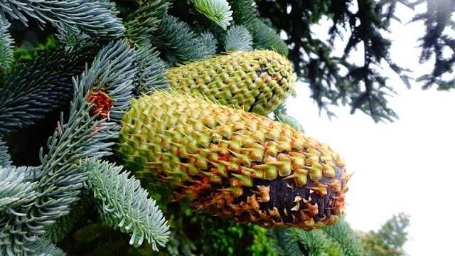 Jodła szlachetna GLAUCA DUŻA SADZONKA super cena