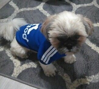 Roupa de cão ADDIDOG nova