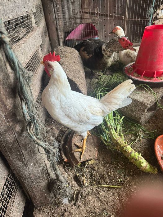 Galos Leghorn c/ 5 meses
