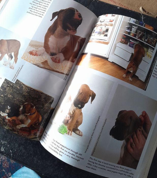 Livro Boxers for Dummies em inglês