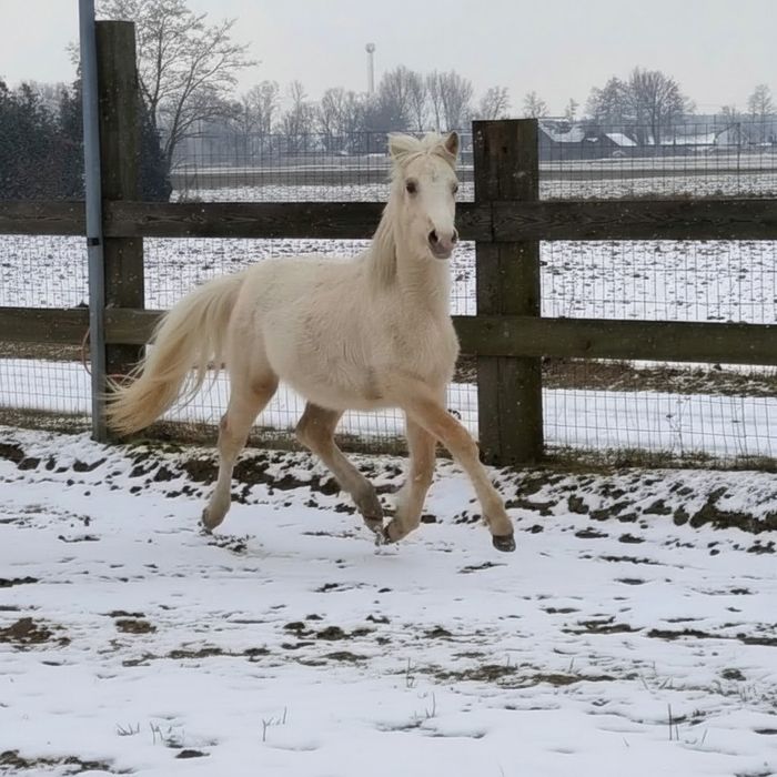 Kuce walijskie na sprzedaż