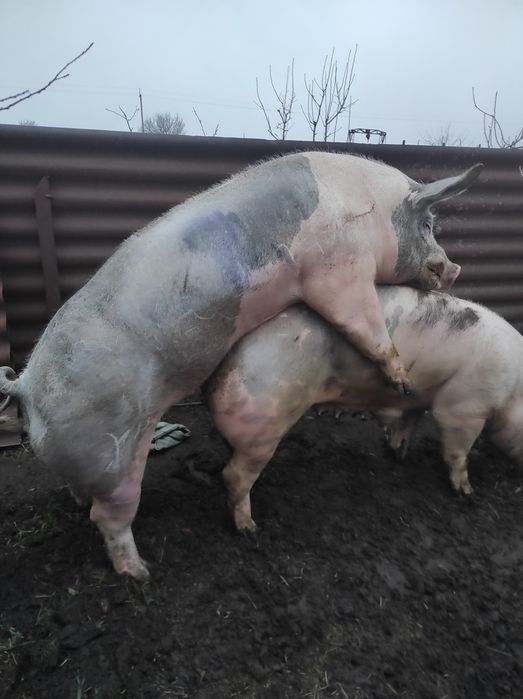 Запліднення хряками