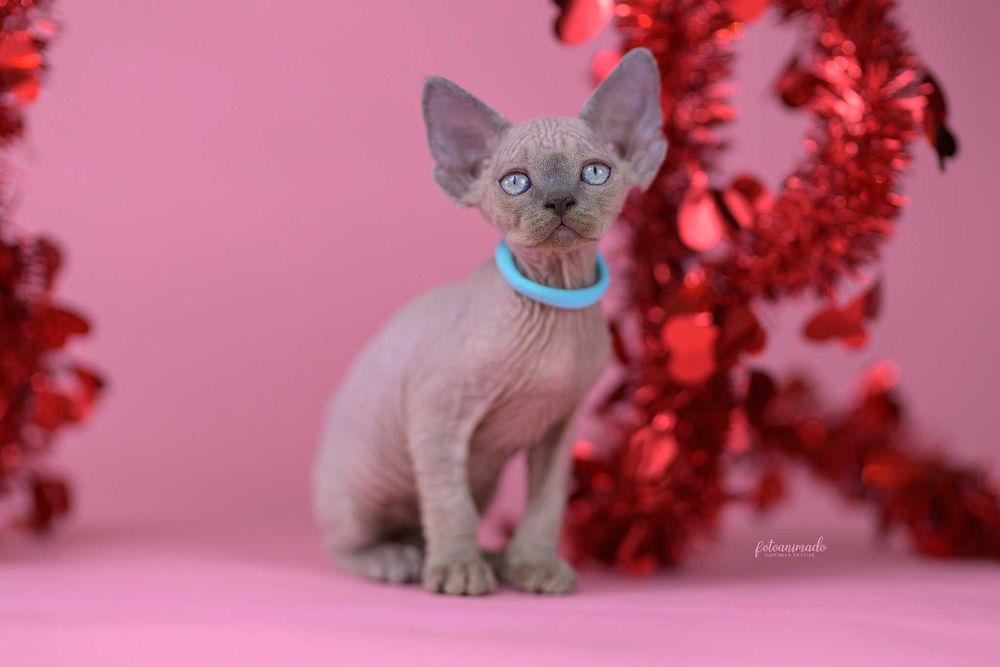 Kocurek niebieski point Drx