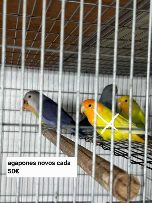 Varios agapones valores por mensagem