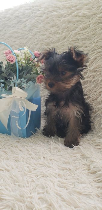 Чарівний грайливий йорік.  хлопчик готовій  переїхати  в  свої  родин