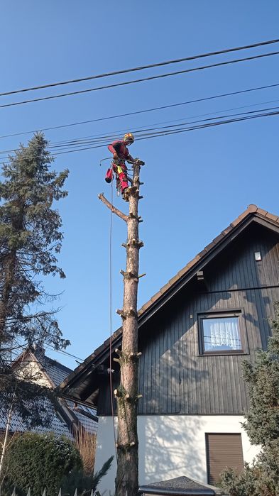 Wycinka-przycinanie drzew  PROMOCJA !