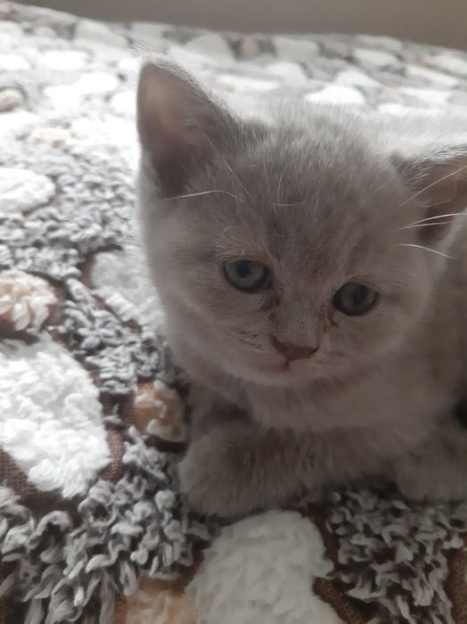 Шотландські кошенята