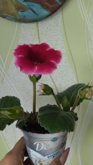 Глаксиния в пластиковом стаканчике