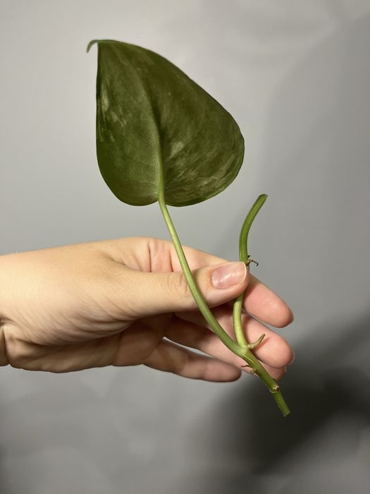 Scindapsus black dragon okaz pędówka