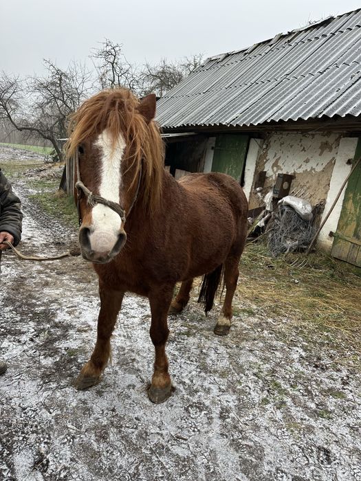 Продається Кобила 11 Років