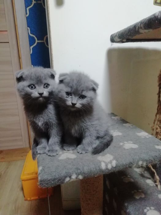 Котята шатладские веслоухие