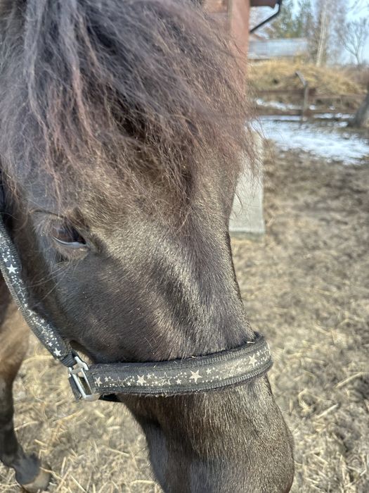 Koń rasy huculskiej