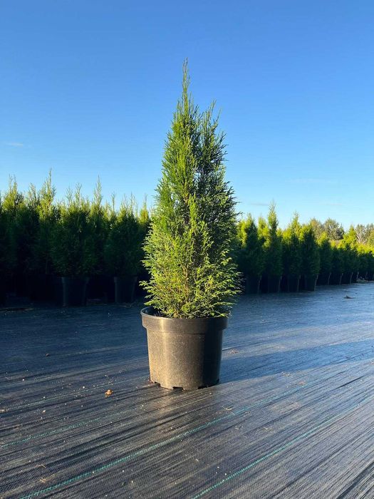 Tuja Thuja Szmaragd 100-110 cm !DONICZKA 10L (NIE 3L)!!