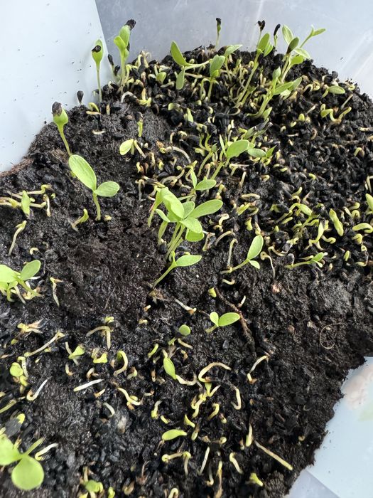 Czarnuszka ziarno zasiew worek 25kg 15,12zl za kg