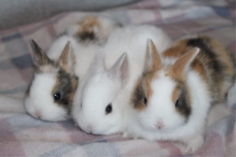 Vendo Coelhos anões