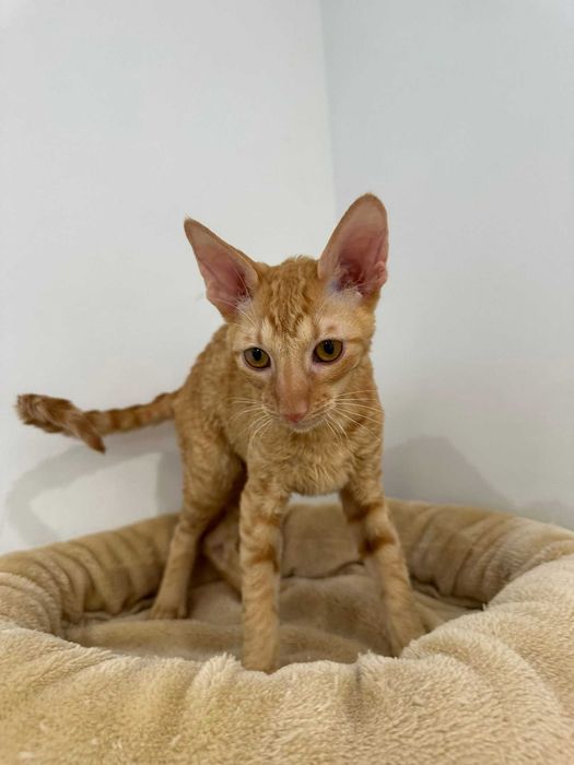 CORNISH REX - Dostępny kocurek o imieniu GANDALF Hodowla: MatiMalwa*PL