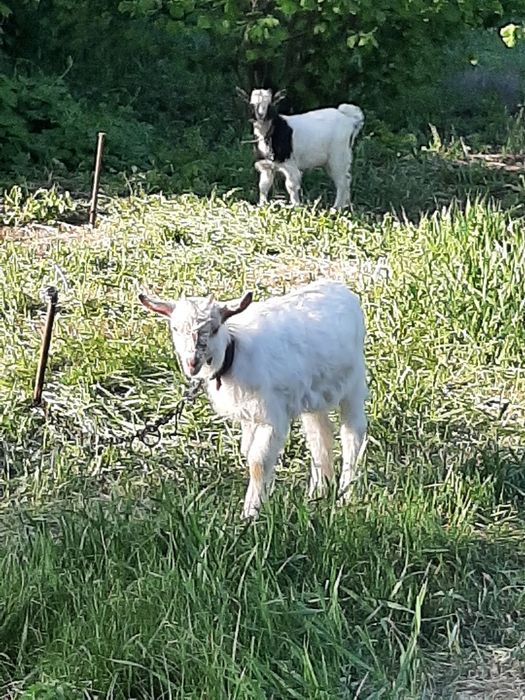 Продам 2 кізоньки