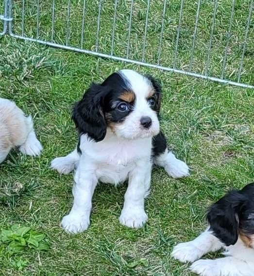Cavalier King Charles spaniel