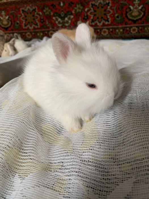 Кролики декоротивные
