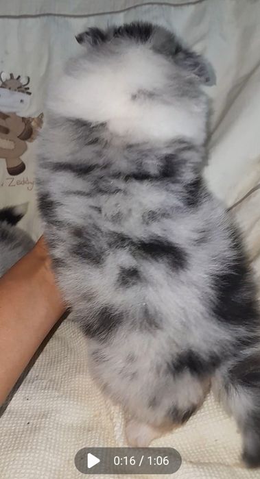 Колли мальчик и девочка