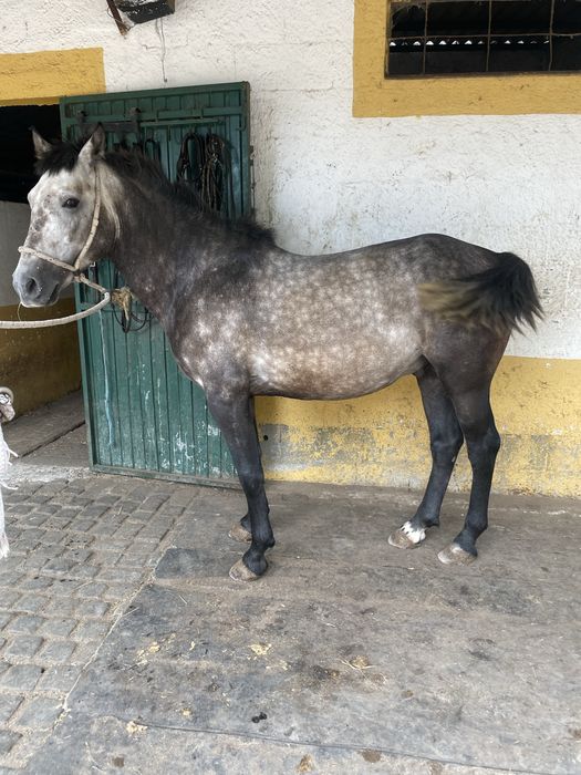 Vendo poldro cruzado de arabe com lusitano