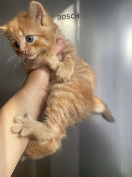 Котик породистий