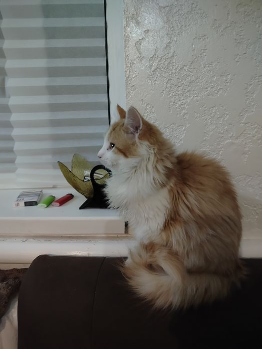 Котик,лагідний шукає сім'ю