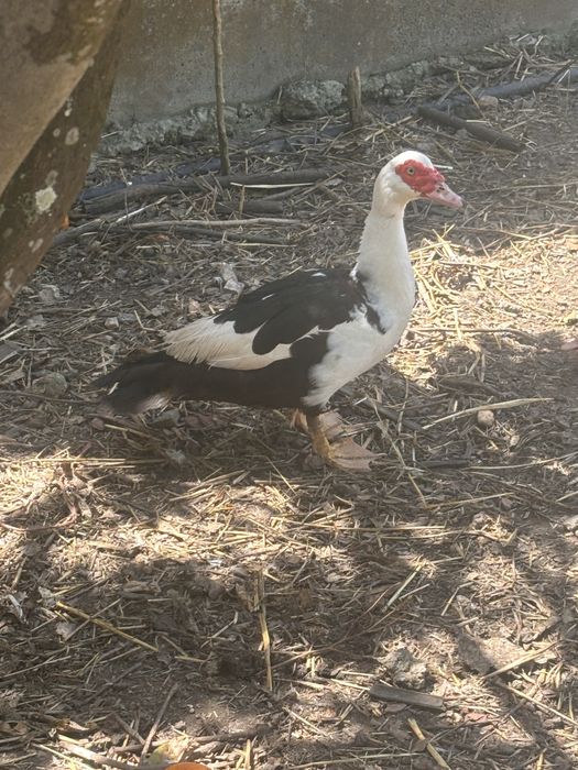 Patos mudos para mudar da casa