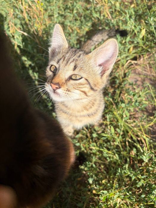 Віддам кошенят безкоштовно в хороші руки!