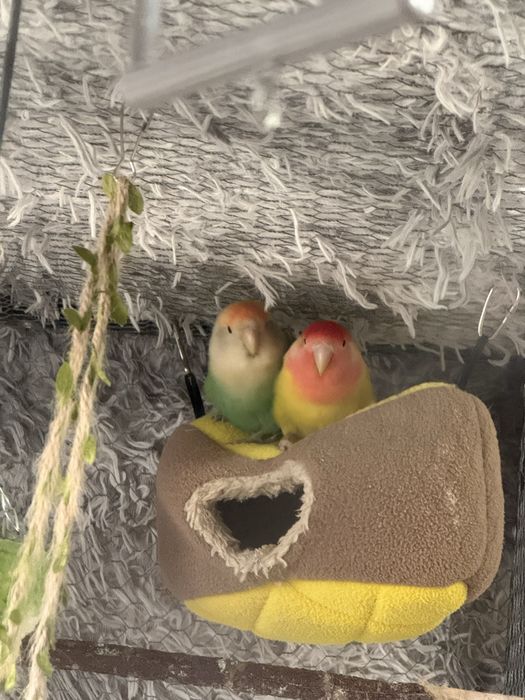 Vendo casal de Agapornis