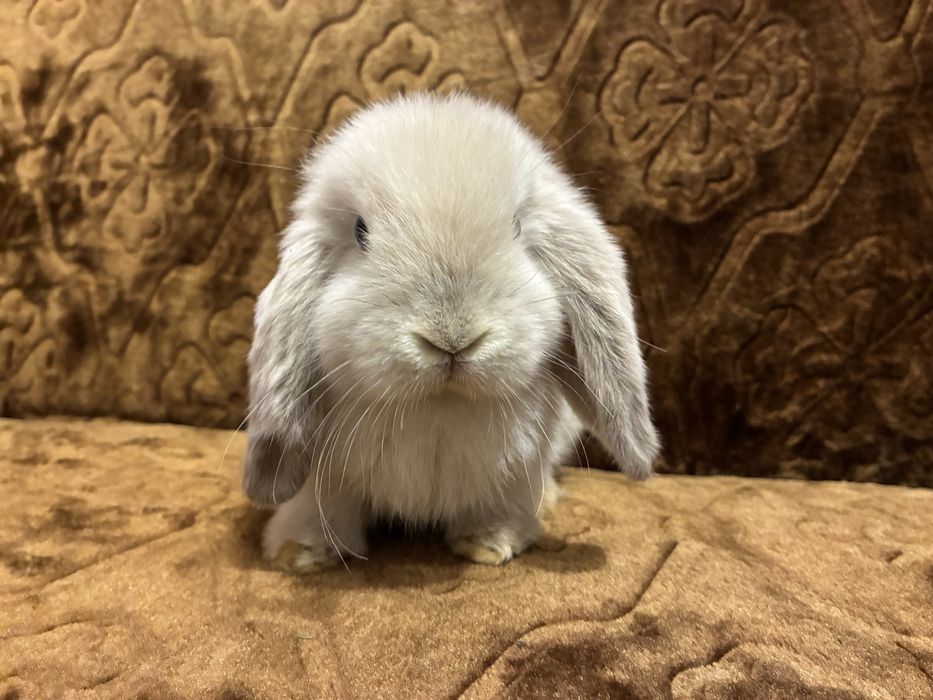 Królik Mini Lop Mini Lopek Króliczek hodowla
